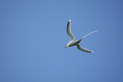 Phaethon lepturus observed 2026-10-06