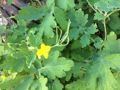Chelidonium majus