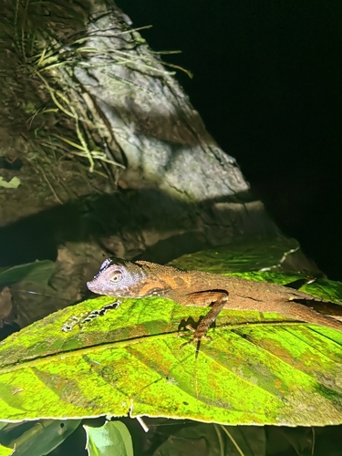 Aphaniotis fusca observed 2026-10-05