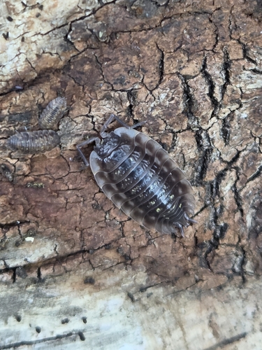 Common Shiny Woodlouse