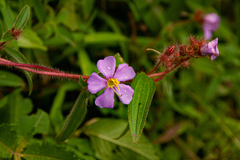 Antherotoma senegambiensis