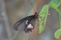 Parides anchises