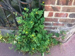 Chelidonium majus