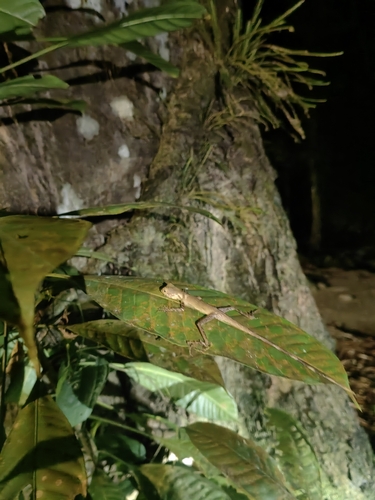 Aphaniotis fusca observed 2026-10-05