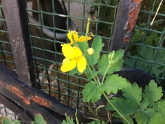 Chelidonium majus