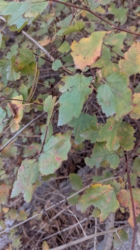 Malvaceae observed 2026-10-06