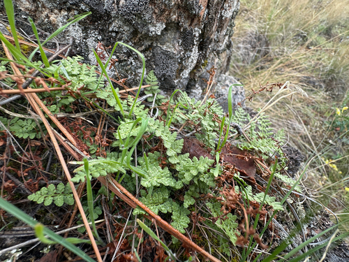 Physematium oreganum observed 2026-10-05