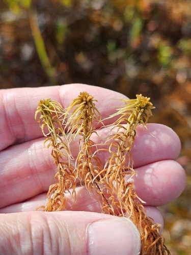 Sphagnum fuscum observed 2026-10-06