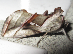 Macdunnoughia purissima