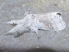 Calliteara pseudabietis