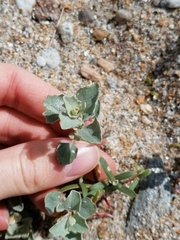 Atriplex laciniata
