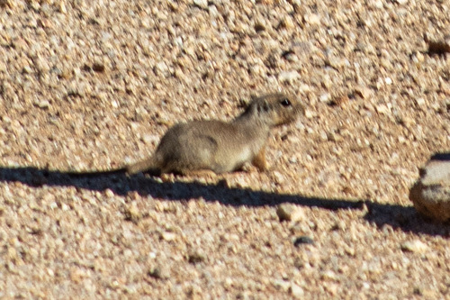 Round-tailed Ground Squirrel observed by orcaairways