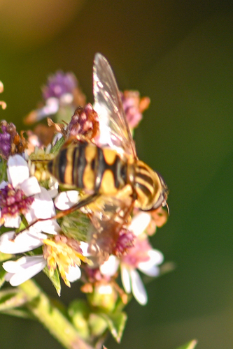 Narrow-headed Marsh Fly