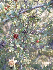 Lindleya mespiloides