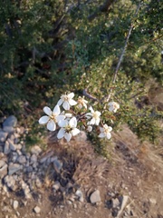 Lindleya mespiloides