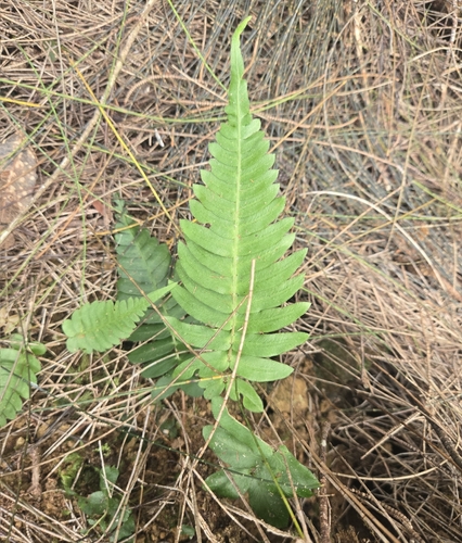 Blechnum appendiculatum observed 2026-10-05