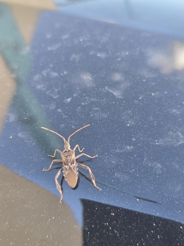 Western Conifer Seed Bug