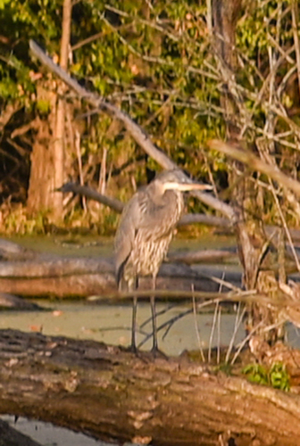 Great Blue Heron