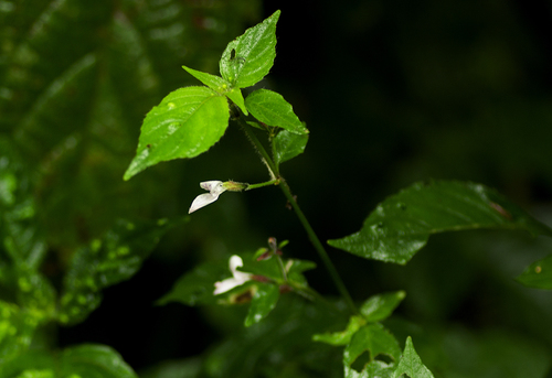 Hypoestes triflora image