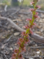Drosera platypoda