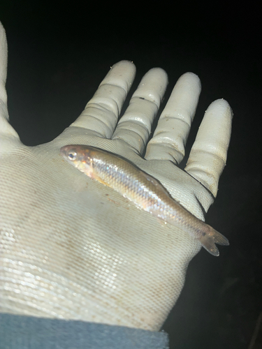 Bluntnose Minnow