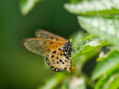 Acraea neobule