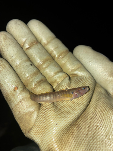 Fantail Darter