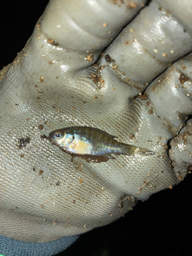 Bluegill