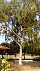 Eucalyptus