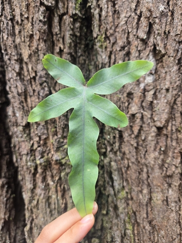 Phlebodium aureum observed 2026-10-05