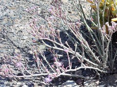 Mesembryanthemum junceum