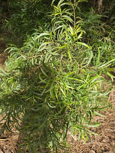 Acacia confusa observed 2026-10-05