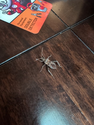 Western Conifer Seed Bug