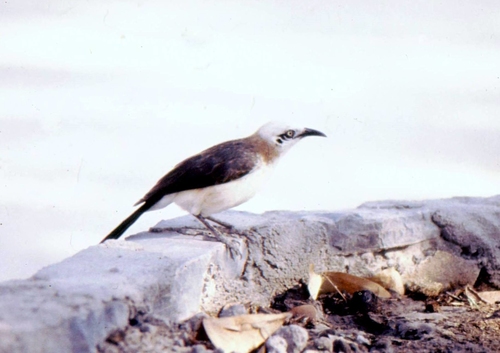 Bare-cheeked Babbler (Turdoides gymnogenys), photo 9