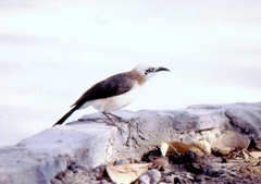 Turdoides gymnogenys