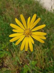 Asteraceae
