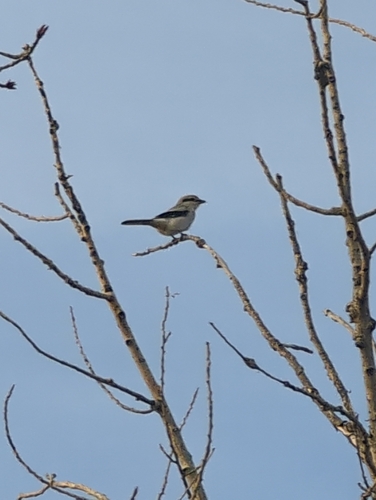 Northern Shrike