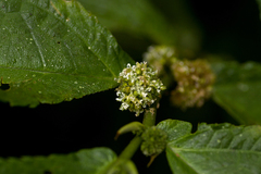 Elatostema welwitschii