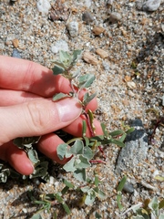 Atriplex laciniata