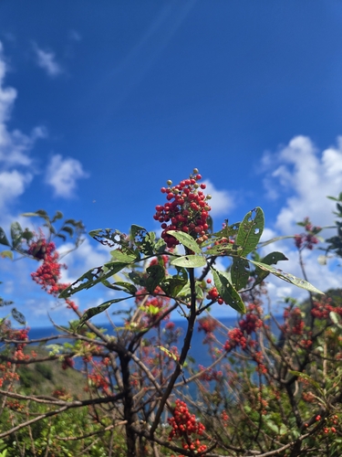 Schinus terebinthifolia observed 2026-10-06