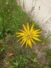 Asteraceae