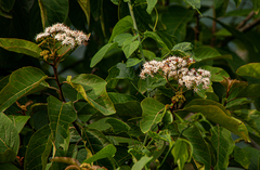 Ehretia cymosa