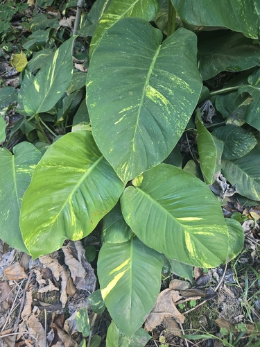 Scindapsus, 2026-10-06