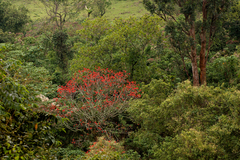 Erythrina abyssinica