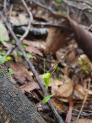 Pterostylis dilatata