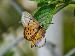 Acraea neobule