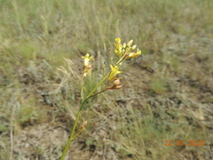 Sisymbrium polymorphum