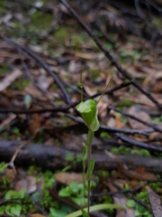 Pterostylis dilatata