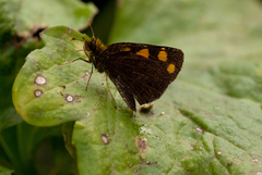 Metisella