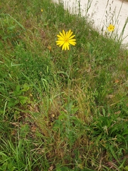 Asteraceae